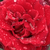 Rdeča - Vrtnica čajevka - Barkarole®